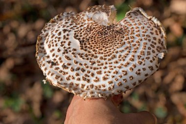 Echinoderma asperum (Lepiota aspera), genellikle çilli, kahverengi ve beyaz solungaçlı mantar türüdür. Ormanda, ya da parklardaki ağaç kabuklarında ve bahçelerde yaşar.