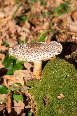 Echinoderma asperum (Lepiota aspera)sometimes known commonly as the freckled dapperling, is a large, brownish, white-gilled mushroom. It lives in woodland, or on bark chips in parks, and gardens clipart