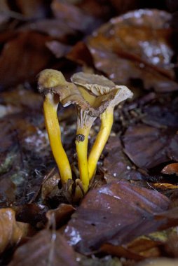 Craterellus tubaeformis (formerly Cantharellus tubaeformis) is an edible fungus, also known as yellowfoot, winter mushroom, or funnel chanterelle clipart