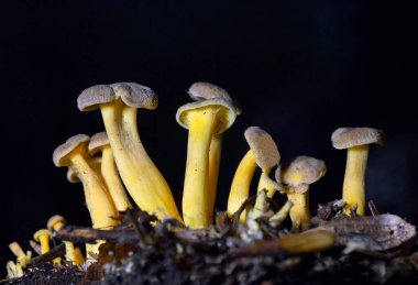 Craterellus tubaeforis (eski adıyla Cantharellus tubaeforis), sarı ayak, kış mantarı veya huni mantarı olarak da bilinen yenilebilir bir mantar türü.