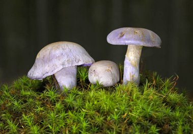 Cortinarius alboviolaceus, Cortinarius familyasından Avrupa 'ya özgü bir mantar türüdür. Mantar leylak renginde, kapağı 38 cm genişliğinde, konik, kuru, ipeksi, bembeyaz leylak tenli.