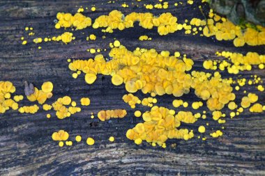 Bisporella citrina, commonly known as yellow fairy cups or lemon discos, is a species of fungus in the family Helotiaceae.  clipart