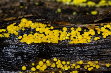 Bisporella citrina, Helotiaceae familyasından bir mantar türüdür.. 