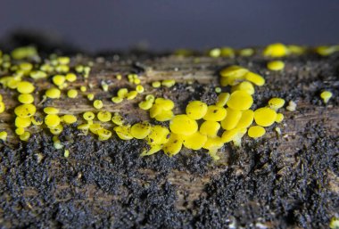 Bisporella citrina, Helotiaceae familyasından bir mantar türüdür.. 