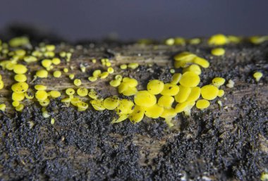 Bisporella citrina, commonly known as yellow fairy cups or lemon discos, is a species of fungus in the family Helotiaceae.  clipart