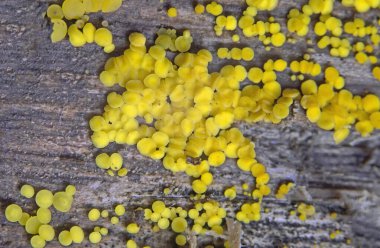 Bisporella citrina, Helotiaceae familyasından bir mantar türüdür.. 