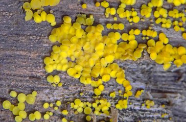 Bisporella citrina, commonly known as yellow fairy cups or lemon discos, is a species of fungus in the family Helotiaceae.  clipart