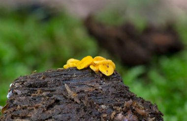 Bisporella citrina, Helotiaceae familyasından bir mantar türüdür.. 