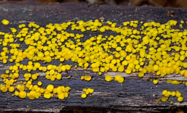 Bisporella citrina, Helotiaceae familyasından bir mantar türüdür.. 