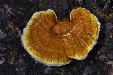 Ganoderma lucidum 'un Çin, Japonya ve diğer Asya ülkelerinde sağlık ve uzun yaşam için uzun bir kullanım geçmişi vardır. Geniş, siyah bir mantar. Parlak bir dış görünüşü ve ahşap bir dokusu var.. 