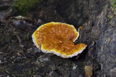 Ganoderma lucidum 'un Çin, Japonya ve diğer Asya ülkelerinde sağlık ve uzun yaşam için uzun bir kullanım geçmişi vardır. Geniş, siyah bir mantar. Parlak bir dış görünüşü ve ahşap bir dokusu var.. 