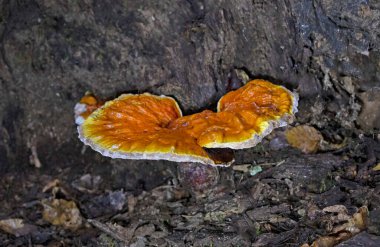 Ganoderma lucidum 'un Çin, Japonya ve diğer Asya ülkelerinde sağlık ve uzun yaşam için uzun bir kullanım geçmişi vardır. Geniş, siyah bir mantar. Parlak bir dış görünüşü ve ahşap bir dokusu var.. 