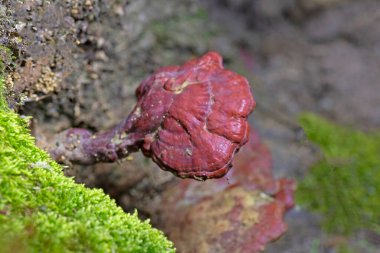 Ganoderma lucidum 'un Çin, Japonya ve diğer Asya ülkelerinde sağlık ve uzun yaşam için uzun bir kullanım geçmişi vardır. Geniş, siyah bir mantar. Parlak bir dış görünüşü ve ahşap bir dokusu var.. 