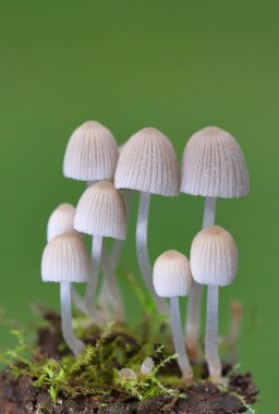 Coprinellus disseminatus,formerly known as Coprinus disseminatus and commonly known as the fairy inkcap,fairy bonnet is a species of agaric fungus in the family Psathyrellaceae. clipart