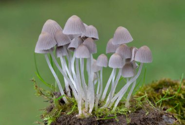 Coprinellus disseminatus,formerly known as Coprinus disseminatus and commonly known as the fairy inkcap,fairy bonnet is a species of agaric fungus in the family Psathyrellaceae. clipart