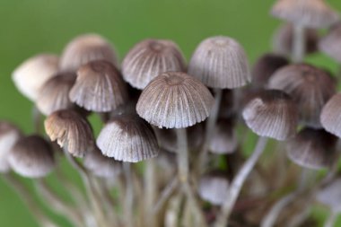 Coprinellus yaygın olarak Psathyrellaceae familyasından Psathyrellaceae familyasından bir mantar türüdür..