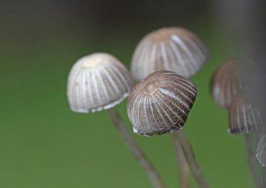 Coprinellus disseminatus,formerly known as Coprinus disseminatus and commonly known as the fairy inkcap,fairy bonnet is a species of agaric fungus in the family Psathyrellaceae. clipart