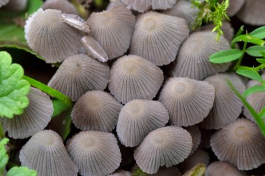 Coprinellus yaygın olarak Psathyrellaceae familyasından Psathyrellaceae familyasından bir mantar türüdür..