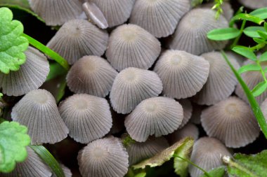 Coprinellus disseminatus,formerly known as Coprinus disseminatus and commonly known as the fairy inkcap,fairy bonnet is a species of agaric fungus in the family Psathyrellaceae. clipart