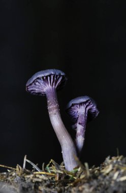 Laccaria amethystina, genellikle ametist hilekar ya da ametist laccaria olarak bilinir, yapraklı ve kozalaklı ormanlarda yetişen parlak renkli küçük bir mantar türüdür..