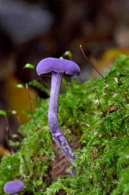 Laccaria amethystina, genellikle ametist hilekar ya da ametist laccaria olarak bilinir, yapraklı ve kozalaklı ormanlarda yetişen parlak renkli küçük bir mantar türüdür..