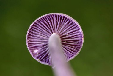 Laccaria amethystina, genellikle ametist hilekar ya da ametist laccaria olarak bilinir, yapraklı ve kozalaklı ormanlarda yetişen parlak renkli küçük bir mantar türüdür..