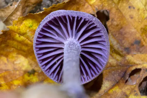 Laccaria amethystina, genellikle ametist hilekar ya da ametist laccaria olarak bilinir, yapraklı ve kozalaklı ormanlarda yetişen parlak renkli küçük bir mantar türüdür..