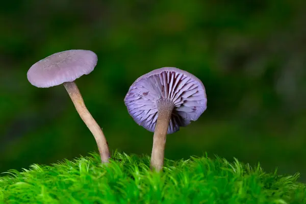 Laccaria amethystina, genellikle ametist hilekar ya da ametist laccaria olarak bilinir, yapraklı ve kozalaklı ormanlarda yetişen parlak renkli küçük bir mantar türüdür..