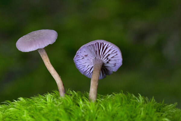 Laccaria amethystina, commonly known as the amethyst deceiver, or amethyst laccaria, is a small brightly colored mushroom, that grows in deciduous and coniferous forests.