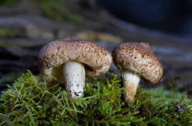 The wonderful mushrooms Tricholoma vaccinum. Tricholoma vaccinum, commonly known as the russet scaly tricholoma, the scaly knight, or the fuzztop, is a fungus of the agaric genus Tricholoma clipart