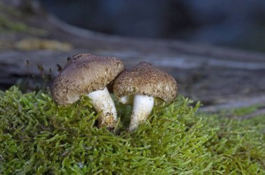 The wonderful mushrooms Tricholoma vaccinum. Tricholoma vaccinum, commonly known as the russet scaly tricholoma, the scaly knight, or the fuzztop, is a fungus of the agaric genus Tricholoma clipart