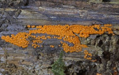 Myxomycete slime mold Trichia varia.Trichia varia is a type of slime mold in the order Trichiida. clipart