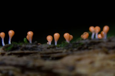 Trichia varia, Trichiida 'da bulunan bir tür sümük kalıbıdır..