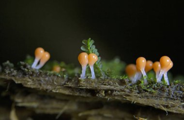 Trichia varia, Trichiida 'da bulunan bir tür sümük kalıbıdır..