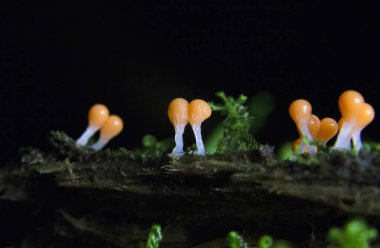 Trichia varia, Trichiida 'da bulunan bir tür sümük kalıbıdır..
