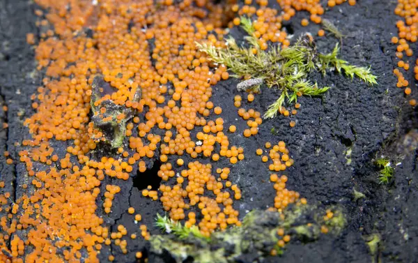 Trichia varia, Trichiida 'da bulunan bir tür sümük kalıbıdır..