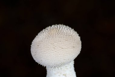 Lycoperdon perlatum, yaygın olarak bilinen adıyla puffball, siğilli puffball, mücevher ve şeytan enfiye kutusu, Agaricaceae familyasından bir tüy mantarı türüdür.