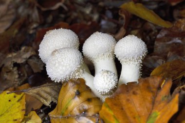 Lycoperdon perlatum, yaygın olarak bilinen adıyla puffball, siğilli puffball, mücevher desenli puf topu veya sonbahar manzarasında şeytanın enfiye kutusu.