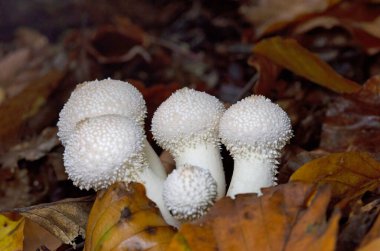 Lycoperdon perlatum, popularly known as the common puffball, warted puffball, gem-studded puffball or devil s snuff-box, in autumn landscape clipart