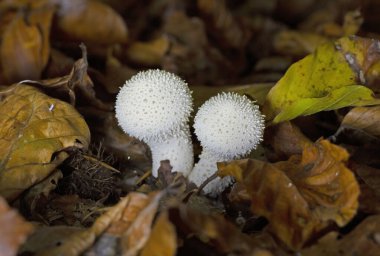 Lycoperdon perlatum, popularly known as the common puffball, warted puffball, gem-studded puffball or devil s snuff-box, in autumn landscape clipart