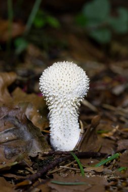 Lycoperdon perlatum, popularly known as the common puffball, warted puffball, gem-studded puffball or devil s snuff-box, is a species of puffball fungus in the family Agaricaceae clipart