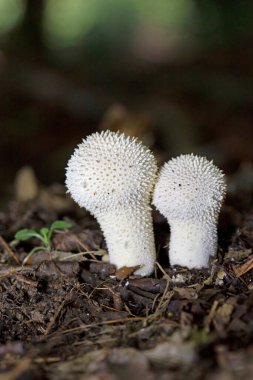 Lycoperdon perlatum, popularly known as the common puffball, warted puffball, gem-studded puffball or devil s snuff-box, is a species of puffball fungus in the family Agaricaceae clipart