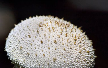 Lycoperdon perlatum, yaygın olarak bilinen adıyla puffball, siğilli puffball, mücevher ve şeytan enfiye kutusu, Agaricaceae familyasından bir tüy mantarı türüdür.
