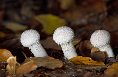  Lycoperdon perlatum, yaygın olarak bilinen adıyla puffball, siğilli puffball, mücevher desenli puf topu veya sonbahar manzarasında şeytanın enfiye kutusu.