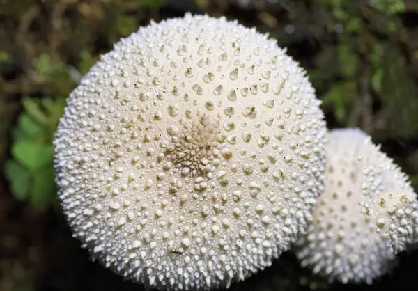 Lycoperdon perlatum, yaygın olarak bilinen adıyla puffball, siğilli puffball, mücevher ve şeytan enfiye kutusu, Agaricaceae familyasından bir tüy mantarı türüdür.