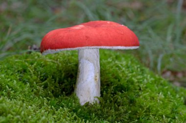 Russula tinctipes grows in deciduous forests, in groups of few specimens, in autumn.Russula tinctipes is an extremely beautiful mushroom from the genus Russula. clipart