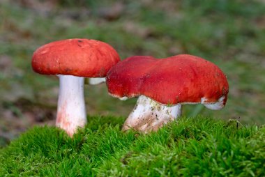 Russula tinctipes grows in deciduous forests, in groups of few specimens, in autumn.Russula tinctipes is an extremely beautiful mushroom from the genus Russula. clipart