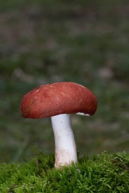 Russula tinctipes, yaprak döken ormanlarda, birkaç numuneden oluşan gruplar halinde sonbaharda yetişir. Russula tinctipes, Russula cinsinden çok güzel bir mantardır..