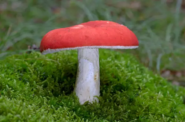 Russula tinctipes, yaprak döken ormanlarda, birkaç numuneden oluşan gruplar halinde sonbaharda yetişir. Russula tinctipes, Russula cinsinden çok güzel bir mantardır..