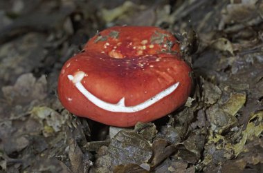 Russula tinctipes grows in deciduous forests, in groups of few specimens, in autumn.Russula tinctipes is an extremely beautiful mushroom from the genus Russula. clipart